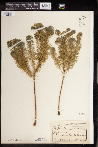 Euphorbia cyparissias image