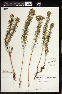 Euphorbia cyparissias image