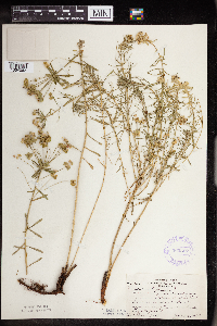 Euphorbia cyparissias image