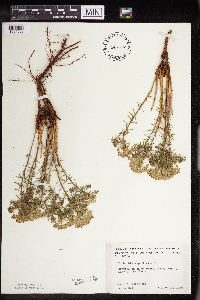 Euphorbia cyparissias image