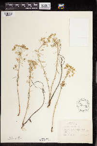 Euphorbia cyparissias image