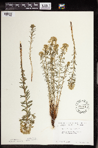 Euphorbia cyparissias image
