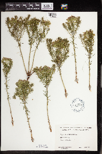 Euphorbia cyparissias image