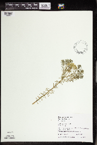 Euphorbia cyparissias image