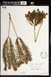 Euphorbia cyparissias image
