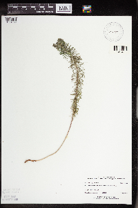 Euphorbia cyparissias image