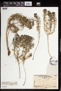 Euphorbia cyparissias image