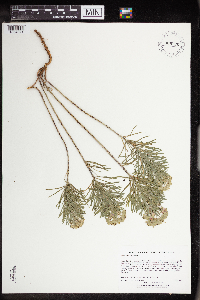 Euphorbia cyparissias image