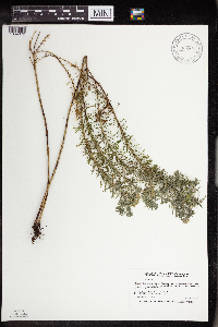 Euphorbia cyparissias image