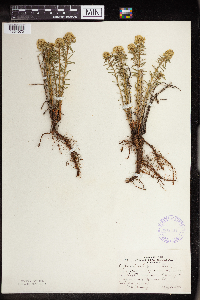 Euphorbia cyparissias image