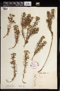 Euphorbia cyparissias image