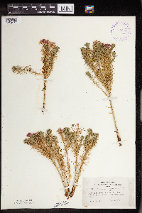 Euphorbia cyparissias image