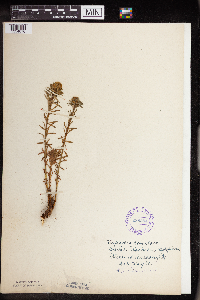 Euphorbia cyparissias image
