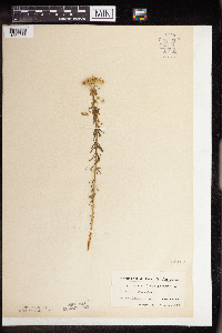 Euphorbia cyparissias image
