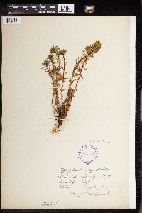 Euphorbia cyparissias image