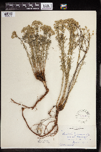 Euphorbia cyparissias image