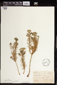 Euphorbia cyparissias image