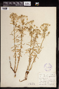 Euphorbia cyparissias image