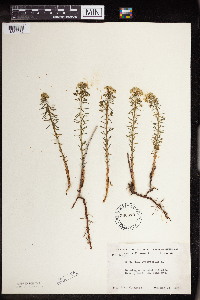 Euphorbia cyparissias image