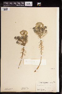 Euphorbia cyparissias image