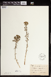 Euphorbia cyparissias image