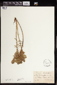 Euphorbia cyparissias image