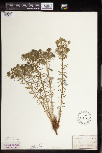 Euphorbia cyparissias image
