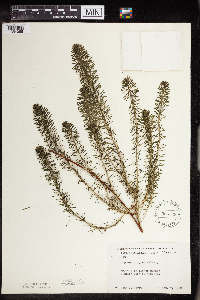 Euphorbia cyparissias image