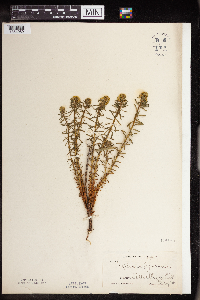 Euphorbia cyparissias image