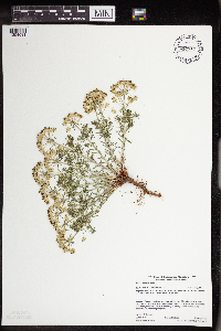 Euphorbia cyparissias image