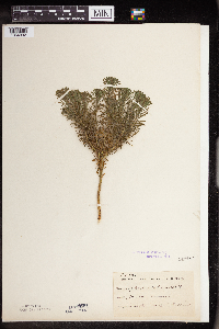 Euphorbia cyparissias image