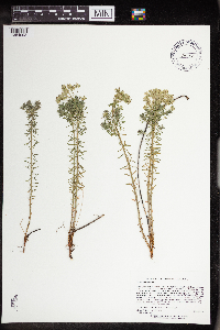Euphorbia cyparissias image