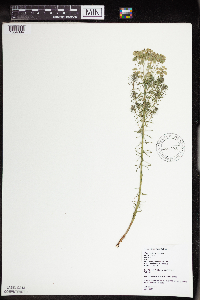 Euphorbia cyparissias image