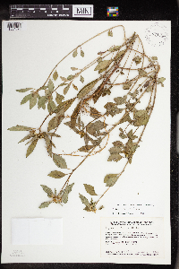 Euphorbia davidii image
