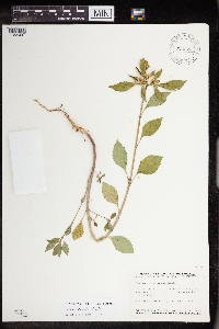 Euphorbia davidii image