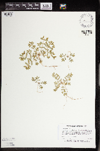 Euphorbia geyeri image