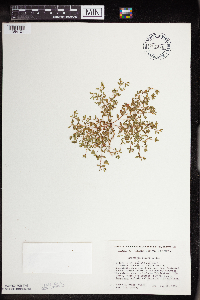 Euphorbia geyeri image