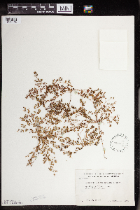 Euphorbia geyeri image