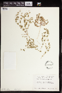 Euphorbia geyeri image