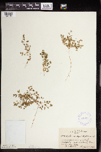 Euphorbia geyeri image