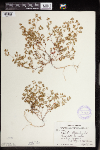 Euphorbia geyeri image