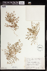 Euphorbia geyeri image