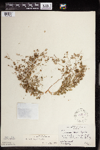 Euphorbia geyeri image