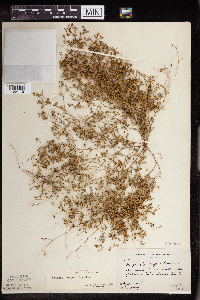 Euphorbia geyeri image