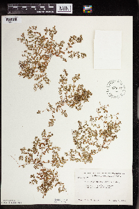 Euphorbia geyeri image