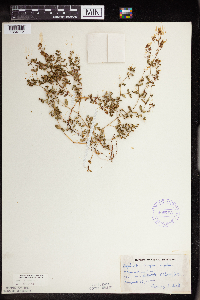 Euphorbia geyeri image