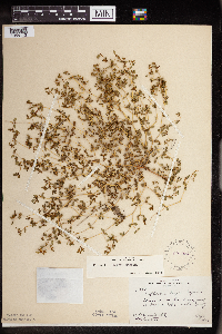 Euphorbia geyeri image