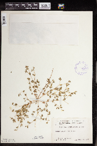 Euphorbia geyeri image