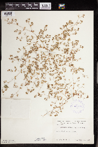 Euphorbia geyeri image