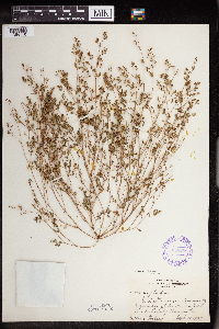Euphorbia geyeri image